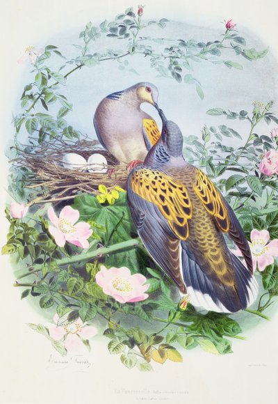 A Pair of Turtle Doves by Edouard Travies